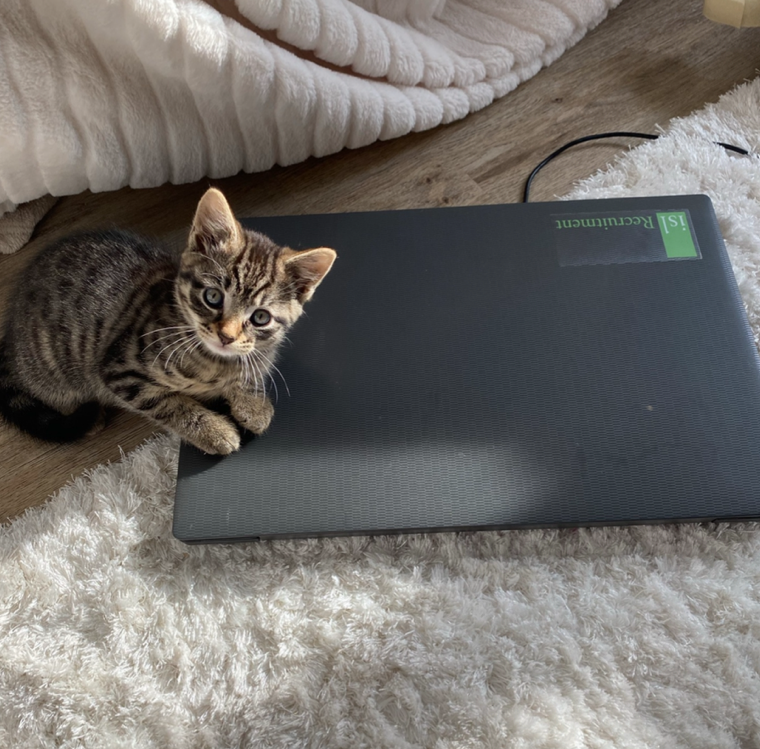 Nala the kitten
